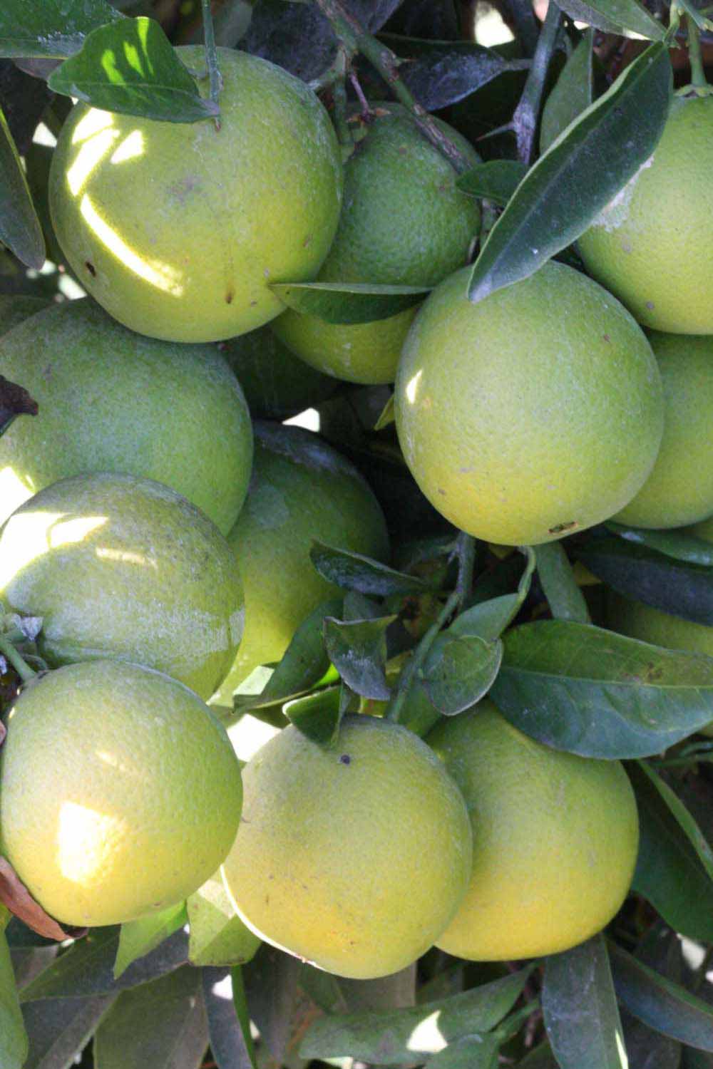            Immature fruit (Riverside, CA)   